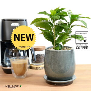 R[q[̖ u[ ̂ 픫 STCY yVRӐ΁EMz  coffee R[q[mL c c ϗtA A A   F F u[ O[ DF  ی` Eh 