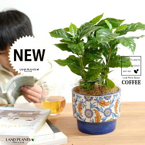 yJo[z R[q[̖ u[ h yCgvg it 픫 yRRt@Co[z  coffee R[q[mL c c ϗtA A A   IW zCg u