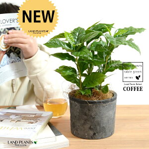 R[q[̖ F X|bg V_[^ 픫 yRRt@Co[z ubN  coffee R[q[mL c c ϗtA A A    DF O[ f fĂ eRb^