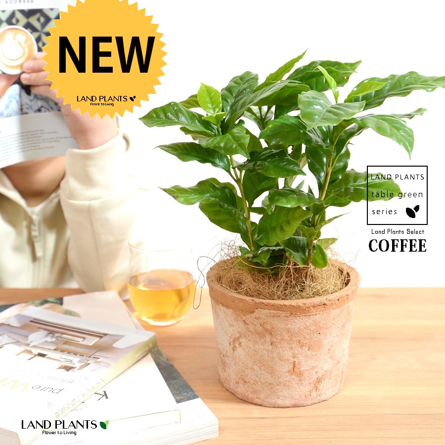 コーヒーの木 観葉植物の人気商品・通販・価格比較 - 価格.com