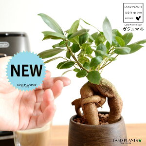 yh蔫z KW} ؖڒ Ebh yCg 픫 SSTCY i5j ynChEMz ܂̖ KW} K炷 K̎  A  ۔  uE 