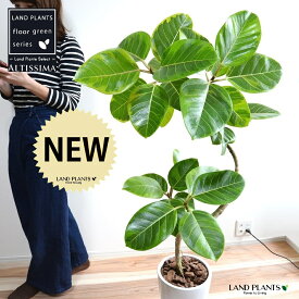 アルテシーマ （3Dカーブ 曲がり） 白色 スリム型 トール 陶器鉢 Lサイズ 【バークチップ・受皿】 鉢植え 大型 斑入り ゴム ゴムの木 葉模様 白 ホワイト 丸 観葉植物 丸い葉 送料無料