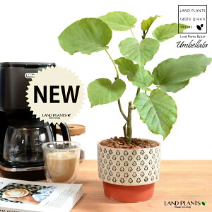 yJo[z Ex[^iR`j IW h yCgvg it 픫 ynCh{[z ͗l    IW ubN zCg TCY A  c c 