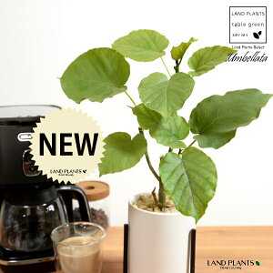 yJo[z Ex[^iR`j ACAX^ht 픫 F STCY ynCh{[EACAX^hz   X^h   IW ubN zCg TCY