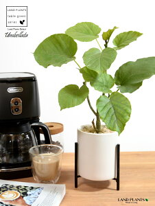 yJo[z Ex[^iR`j ACAX^ht 픫 F STCY ynCh{[EACAX^hz   X^h   IW ubN zCg TCY