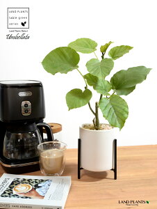 yJo[z Ex[^iR`j ACAX^ht 픫 F STCY ynCh{[EACAX^hz   X^h   IW ubN zCg TCY