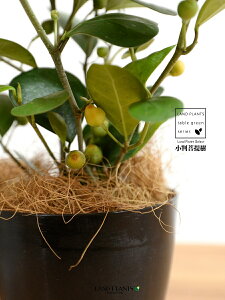 yz Ro{_CWij F vX`bN 4 yRRt@Co[z  ubN tBJX fgCfA  {_CW TCY A  c c ϗtA