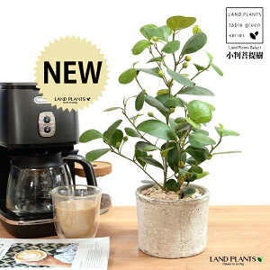 Ro{_CWij F X|bg V_[^ 픫 yVRӐ΁z @zCg N[ tBJX fgCfA  {_CW eRb^ fĂ f Ă A