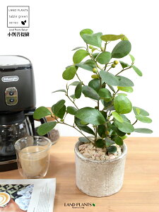 Ro{_CWij F X|bg V_[^ 픫 yVRӐ΁z @zCg N[ tBJX fgCfA  {_CW eRb^ fĂ f Ă A