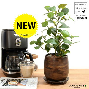 yh蔫z Ro{_CWij Ebh yCg 픫 STCY ynChz  ؖ EH[ibg tBJX fgCfA  {_CW  픫 Aؔ A