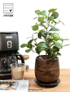 yh蔫z Ro{_CWij Ebh yCg 픫 STCY ynChz  ؖ EH[ibg tBJX fgCfA  {_CW  픫 Aؔ A