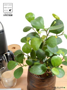 yh蔫z Ro{_CWij Ebh yCg 픫 STCY ynChz  ؖ EH[ibg tBJX fgCfA  {_CW  픫 Aؔ A