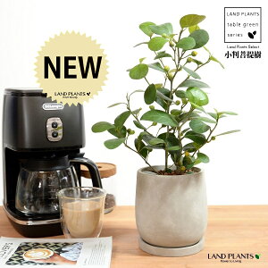 【手塗り鉢】 コバンボダイジュ(小判菩提樹) セメント製 ドロップ型 陶器鉢 Sサイズ 【ハイドロ】 灰 灰色 グレー フィカス デルトイデア 菩提樹 ボダイジュ 陶器 陶器鉢 植木鉢 セメント