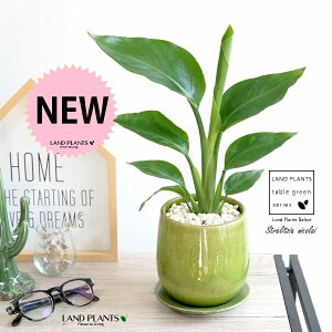 オーガスタ(ニコライ) グリーン 落ち着きのある 陶器鉢 Sサイズ 【黄色小石・受皿】緑 黄緑 ライム ストレリチア ストレチア 天国の白い鳥 大きな葉 トロピカル 南国 リゾート 鉢 鉢植え