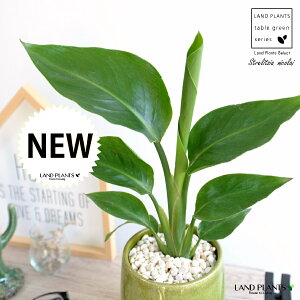 I[KX^ijRCj O[ ̂ 픫 STCY yF΁EMz  C Xg`A Xg`A V̔ 傫ȗt gsJ 썑 ][g  A 