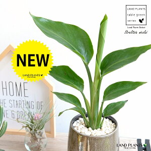 I[KX^ijRCj x[W ̂ 픫 STCY yF΁EMz uE Xg`A Xg`A V̔ 傫ȗt gsJ 썑 ][g  A c 