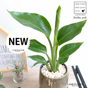 I[KX^ijRCj x[W ̂ 픫 STCY yF΁EMz uE Xg`A Xg`A V̔ 傫ȗt gsJ 썑 ][g  A c 