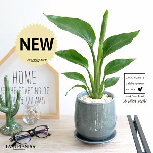 I[KX^ijRCj u[ ̂ 픫 STCY yF΁EMz F O[ Xg`A Xg`A V̔ 傫ȗt gsJ 썑 ][g  A c 