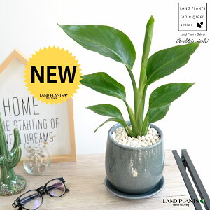 I[KX^ijRCj u[ ̂ 픫 STCY yF΁EMz F O[ Xg`A Xg`A V̔ 傫ȗt gsJ 썑 ][g  A c 