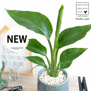 I[KX^ijRCj u[ ̂ 픫 STCY yF΁EMz F O[ Xg`A Xg`A V̔ 傫ȗt gsJ 썑 ][g  A c 