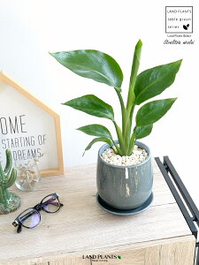 I[KX^ijRCj u[ ̂ 픫 STCY yF΁EMz F O[ Xg`A Xg`A V̔ 傫ȗt gsJ 썑 ][g  A c 