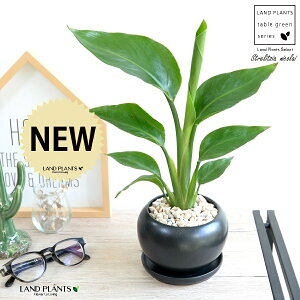 I[KX^ijRCj F  픫 yVRӐ΁EMz ubN  Xg`A Xg`A V̔ 傫ȗt gsJ 썑 ][g  ی^ {[  A c 