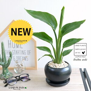 I[KX^ijRCj F  픫 yVRӐ΁EMz ubN  Xg`A Xg`A V̔ 傫ȗt gsJ 썑 ][g  ی^ {[  A c 