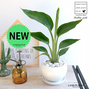 I[KX^ijRCj F ی^ 픫 yVRӐ΁EMz zCg Xg`A Xg`A V̔ 傫ȗt gsJ 썑 ][g  ی^ {[  A c c 