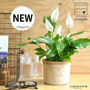 XpeBtBiԁj F X|bg V_[^ 픫 yRRt@Co[z IW uE ̔Ԃ炩A c   XpeB MOSSPOT eRb^ f