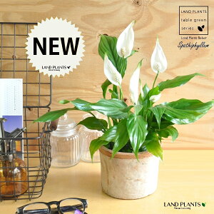 �X�p�e�B�t�B�����i���ԁj ���F ���X�|�b�g �V�����_�[�^ ���픫 �y�R�R�t�@�C�o�[�z�� �I�����W �u���E�� ���̔������Ԃ��炩����A�� ���c�� ����� ������ �X�p�e�B MOSSPOT �e���R�b�^ �f