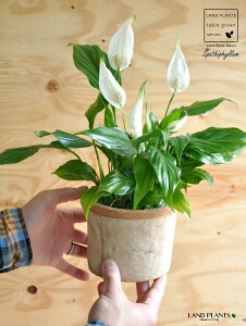 XpeBtBiԁj F X|bg V_[^ 픫 yRRt@Co[z IW uE ̔Ԃ炩A c   XpeB MOSSPOT eRb^ f