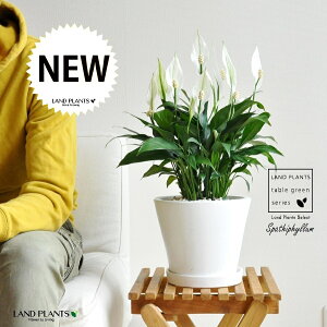 XpeBtBiԁj F Eh 픫 MTCY yF΁EMz zCg ̔Ԃ炩A c   XpeB   A  Eh^ ϗt 