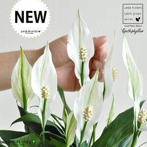 XpeBtBiԁj F Eh 픫 MTCY yF΁EMz zCg ̔Ԃ炩A c   XpeB   A  Eh^ ϗt 