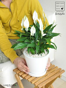 �X�p�e�B�t�B�����i���ԁj ���F ���E���h ���픫 M�T�C�Y �y���F���΁E��M�z�� �z���C�g ���̔������Ԃ��炩����A�� ���c�� ����� ������ �X�p�e�B ���� �� ���A�� �� ���E���h�^ �ϗt ��