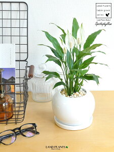 XpeBtBiԁj F ی^ 픫 yF΁EMz zCg ̔Ԃ炩A c   XpeB   A  {[ ϗt ϗtA