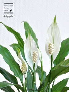 XpeBtBiԁj F ی^ 픫 yF΁EMz zCg ̔Ԃ炩A c   XpeB   A  {[ ϗt ϗtA