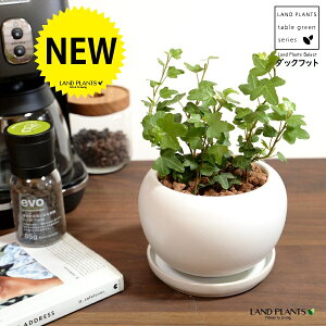 ACr[i_bNtbgj F ی^ 픫 ynCh{[EMz zCg Aq Ђ Ɗ _bN tbg  wf Ld^ ؒӑ   Aؔ  A ϗtA c c 