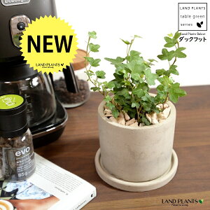 アイビー(ダックフット) セメント製 シリンダー型 陶器鉢 【天然砕石・受皿】灰 グレー アヒル あひる 家鴨 ダック フット 足跡 ヘデラ キヅタ 木蔦属 蔦 鉢 植木鉢 陶器 コンクリート 打