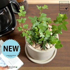 アイビー(ダックフット) セメント製 シリンダー型 陶器鉢 【天然砕石・受皿】灰 グレー アヒル あひる 家鴨 ダック フット 足跡 ヘデラ キヅタ 木蔦属 蔦 鉢 植木鉢 陶器 コンクリート 打