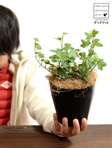 yz ACr[i_bNtbgj 4 vX`bN yRRt@Co[z ubN Aq Ђ Ɗ _bN tbg  wf Ld^ ؒӑ   Aؔ Jo[ v A 