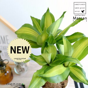 yz hZii}bTFK̖؁j 4 F vX`bN yRRt@Co[z zCg}bTQAi }bTMAi EPcWA  v c c ϗtA 