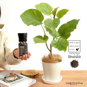 yM×엿 3_Zbgz Ex[^iR`j 4 vX`bN F yevoAC85gEMERRt@Co[z evo ACɂȂ 엿 85g vX`bN v \[T[ M  