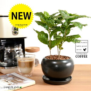 R[q[̖ F  픫 ynChEMz  coffee R[q[mL c c ϗtA A A    ubN  ی` Eh {[