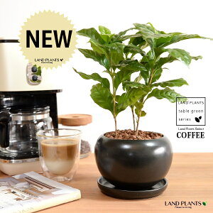 R[q[̖ F  픫 ynChEMz  coffee R[q[mL c c ϗtA A A    ubN  ی` Eh {[