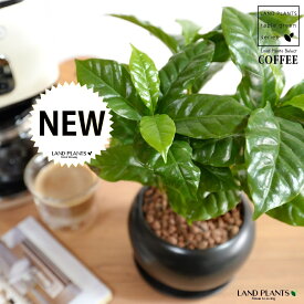 コーヒーの木 黒色 大丸 陶器鉢 【ハイドロ・受皿】 珈琲 coffee コーヒーノキ 苗木 苗 観葉植物 植物 鉢植え 鉢 送料無料 黒 ブラック 丸 丸形 ラウンド ボール