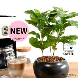 コーヒーの木 黒色 大丸 陶器鉢 【ハイドロ・受皿】 珈琲 coffee コーヒーノキ 苗木 苗 観葉植物 植物 鉢植え 鉢 送料無料 黒 ブラック 丸 丸形 ラウンド ボール