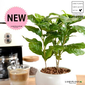 コーヒーの木 白色 大丸 陶器鉢 【ハイドロ・受皿】 珈琲 coffee コーヒーノキ 苗木 苗 観葉植物 植物 鉢植え 鉢 送料無料 白 ホワイト 丸 丸形 ラウンド ボール