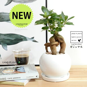 KW} F ی^ 픫 y؃uEMz  zCg K̎ 삪h KW} K炷 삪Zޖ  A Aؔ  ĕ c c ی^  {[ ϗtA 