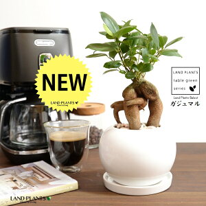 ガジュマル 白色 丸型 陶器鉢 【ぺブル・受皿】 白 ホワイト 多幸の樹 精霊が宿る木 ガジュマル 幸福をもたらす 精霊が住む木 鉢 鉢植え 植木鉢 陶器 焼物 苗 苗木 丸型 丸 ボール 観葉植物