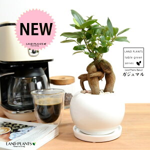 i삪h؁j KW} F ی^ 픫 y؃uEMz  zCg K̎ ̖ KW} K炷 삪Zޖ  A Aؔ  ĕ c c ی^  {[